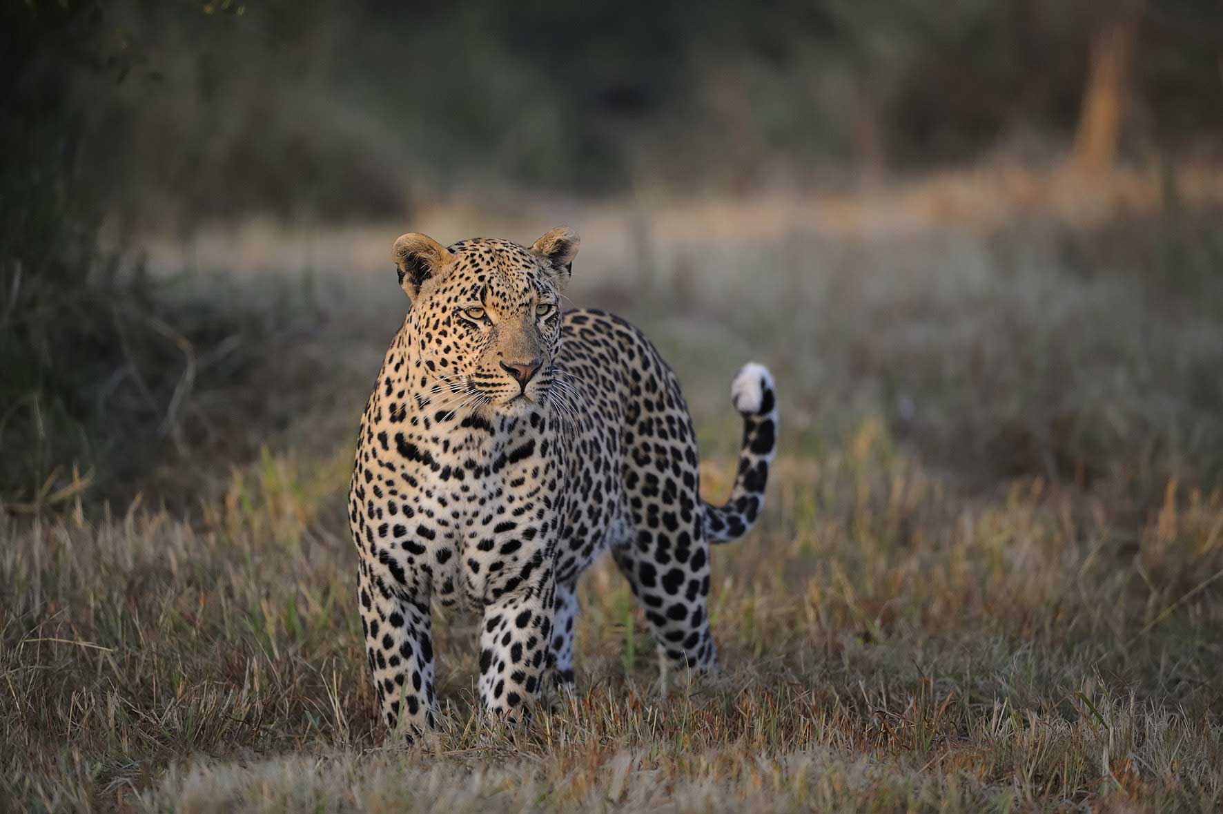 leopard-sabi-sabi-sands-kruger-south-africa-enkosi-africa