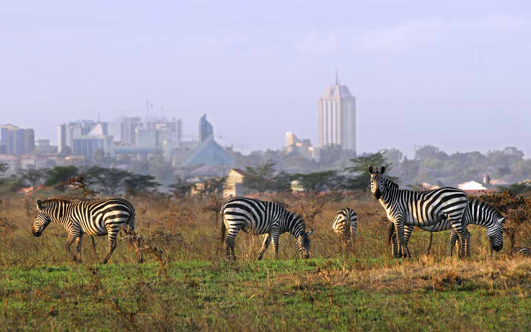 enkosi-africa-safari-kenya-nairobi-skyline-national-park-kenya-tourism-board-zebra