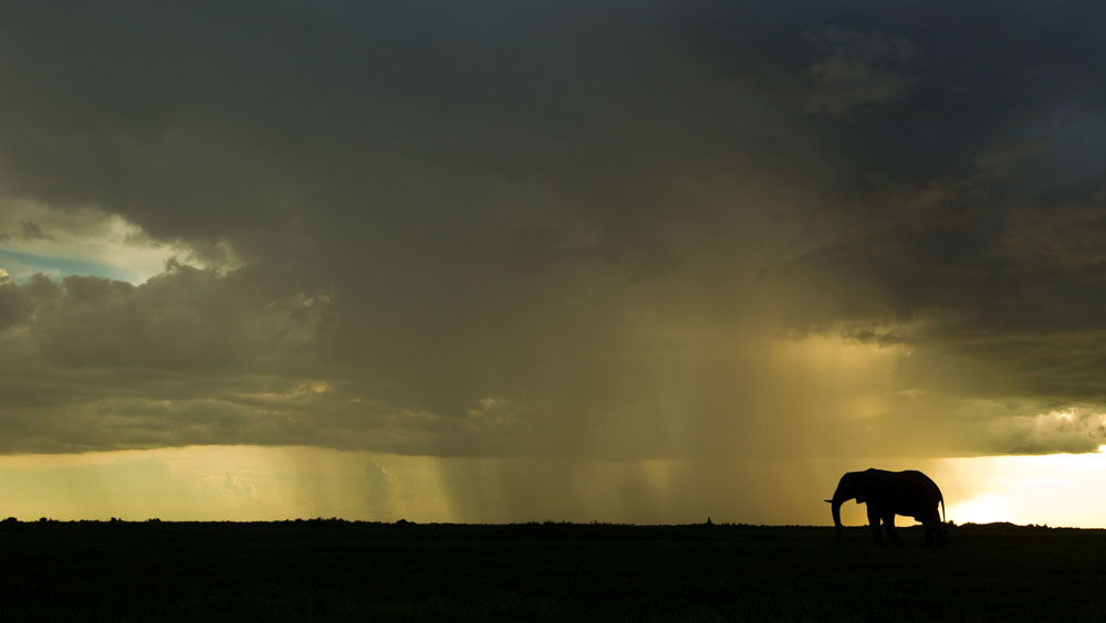 Elefante bajo tormenta en Duba Plains, Botswana