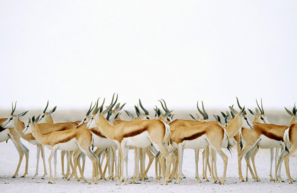 Springboks en el parque nacional de Etosha, Namibia