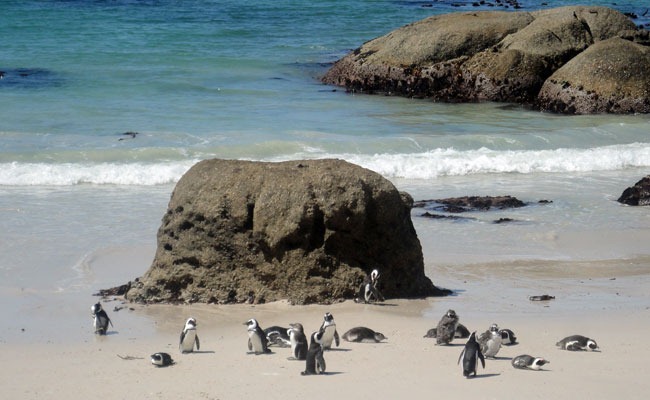 Pingüinos en la playa de Boulders Beach
