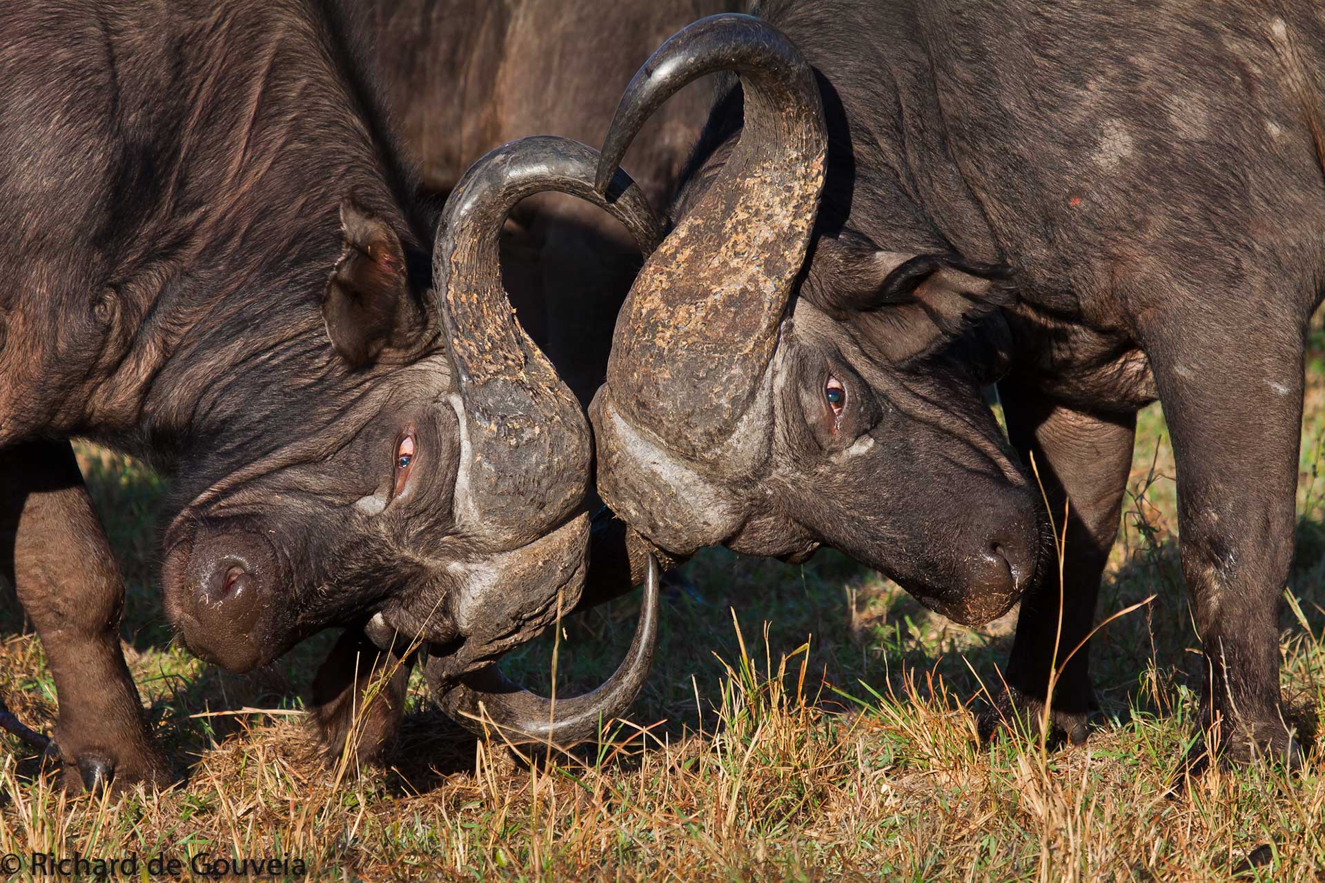 bufalo-sabi-sabi-sabi-sands-sudafrica-buffalo-big 5-enkosi-africa-safari
