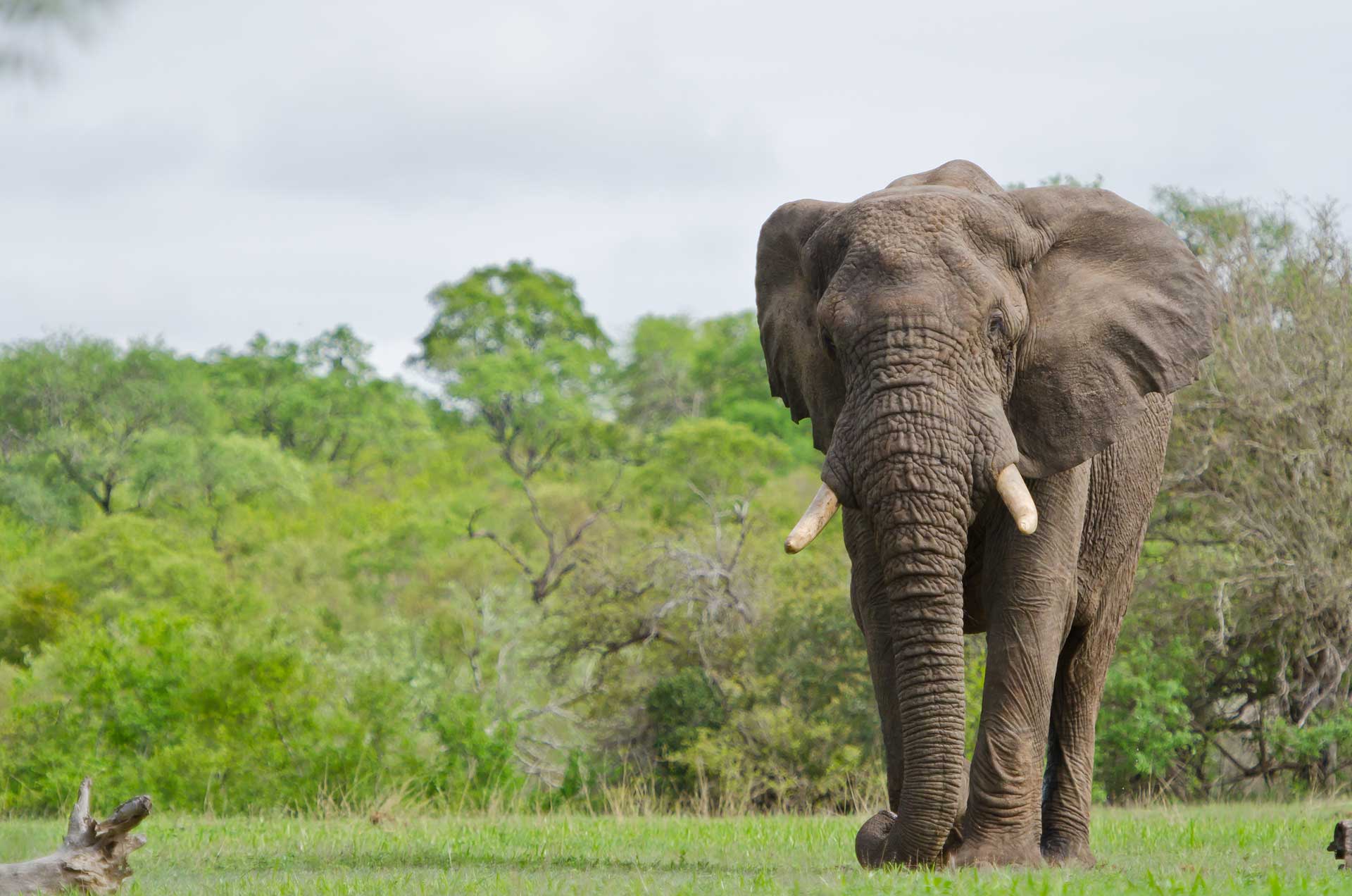 elefante-sabi-sabi-sabi-sands-sudafrica-elephant-big 5-enkosi-africa-safari