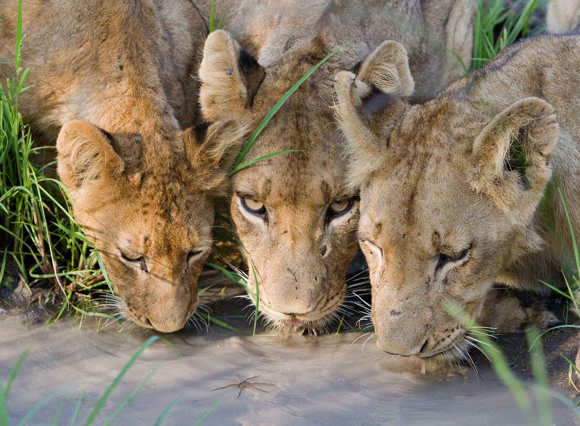 leon-sabi-sabi-sabi-sands-sudafrica-lion-big 5-enkosi-africa-safari