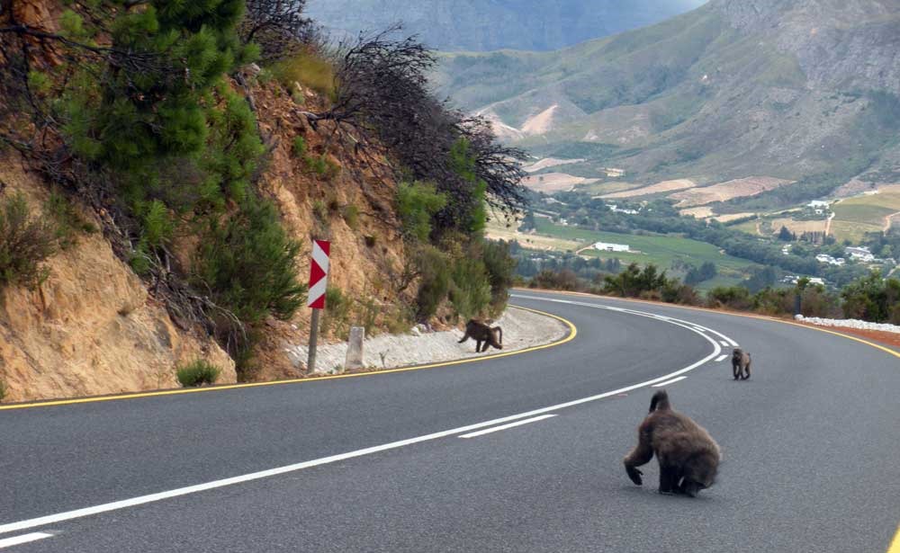 mandril-carretera-sudafrica