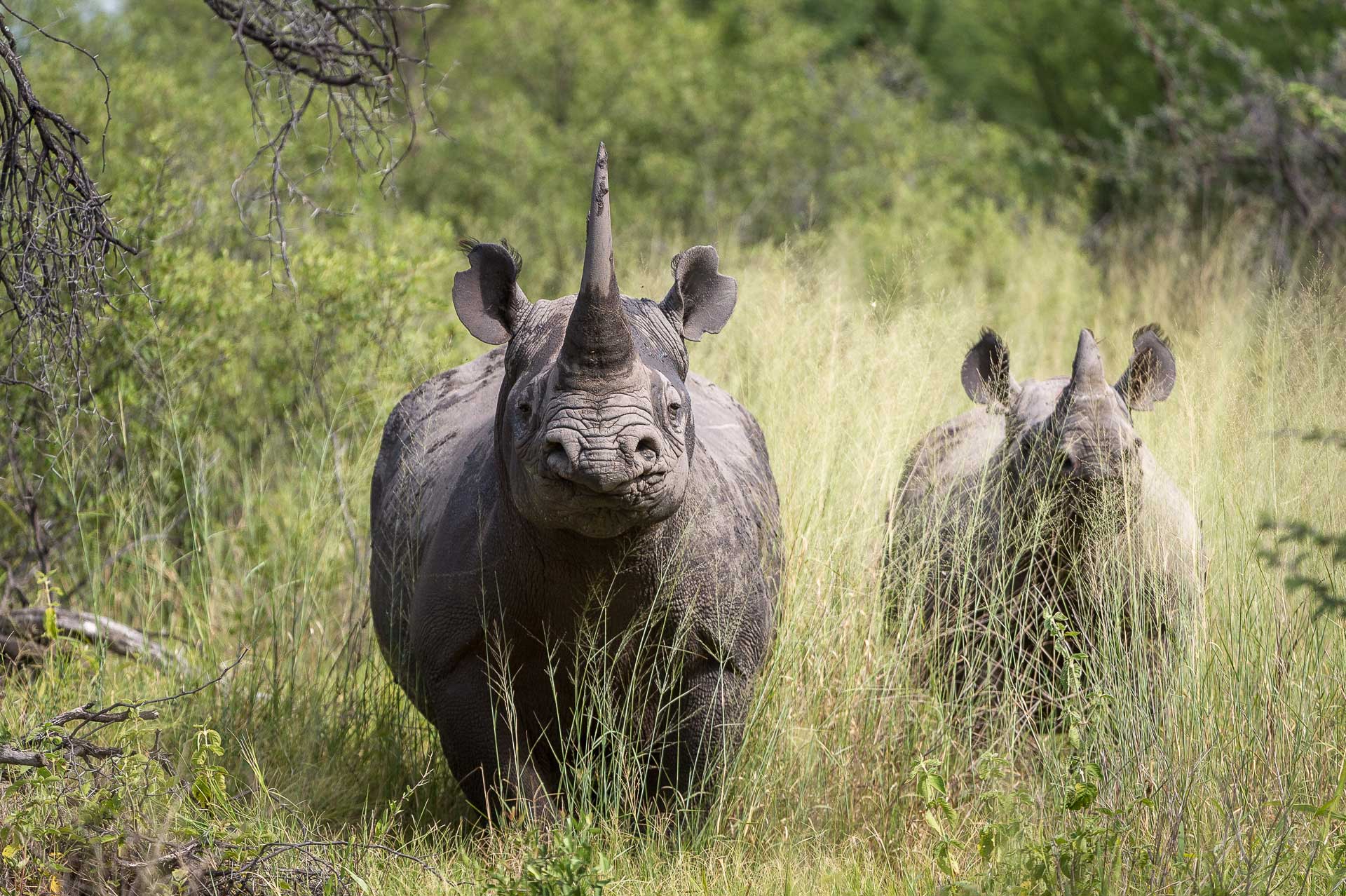 wilderness-mombo-camp-rinoceronte-rhino-botswana-okavango-delta-big 5-enkosi-africa-safari