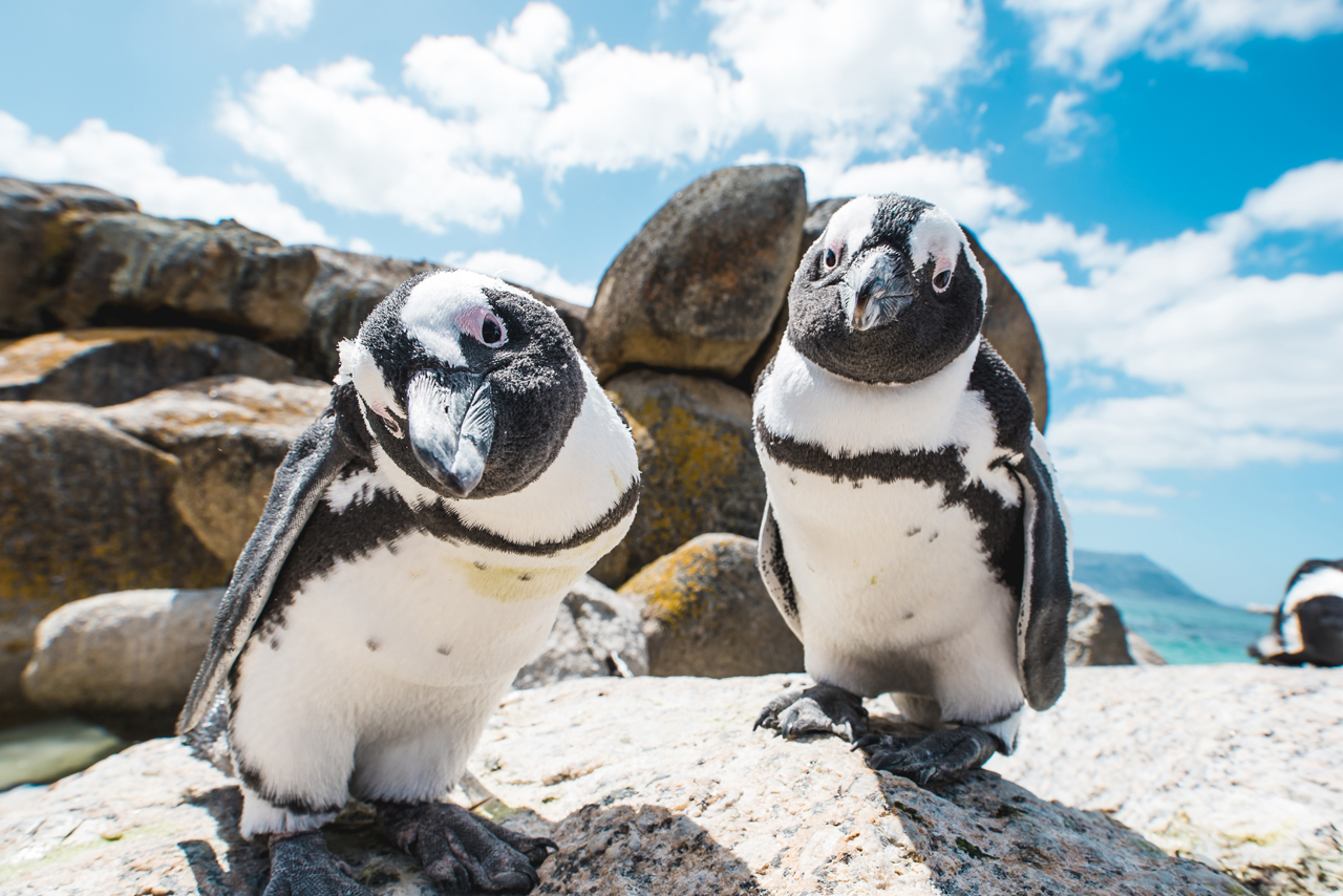 Cape Town Tourism Two penguins looking into camera boulders beach craig howes enkosi africa ciudad del cabo sudafrica viajar a ciudad del cabo