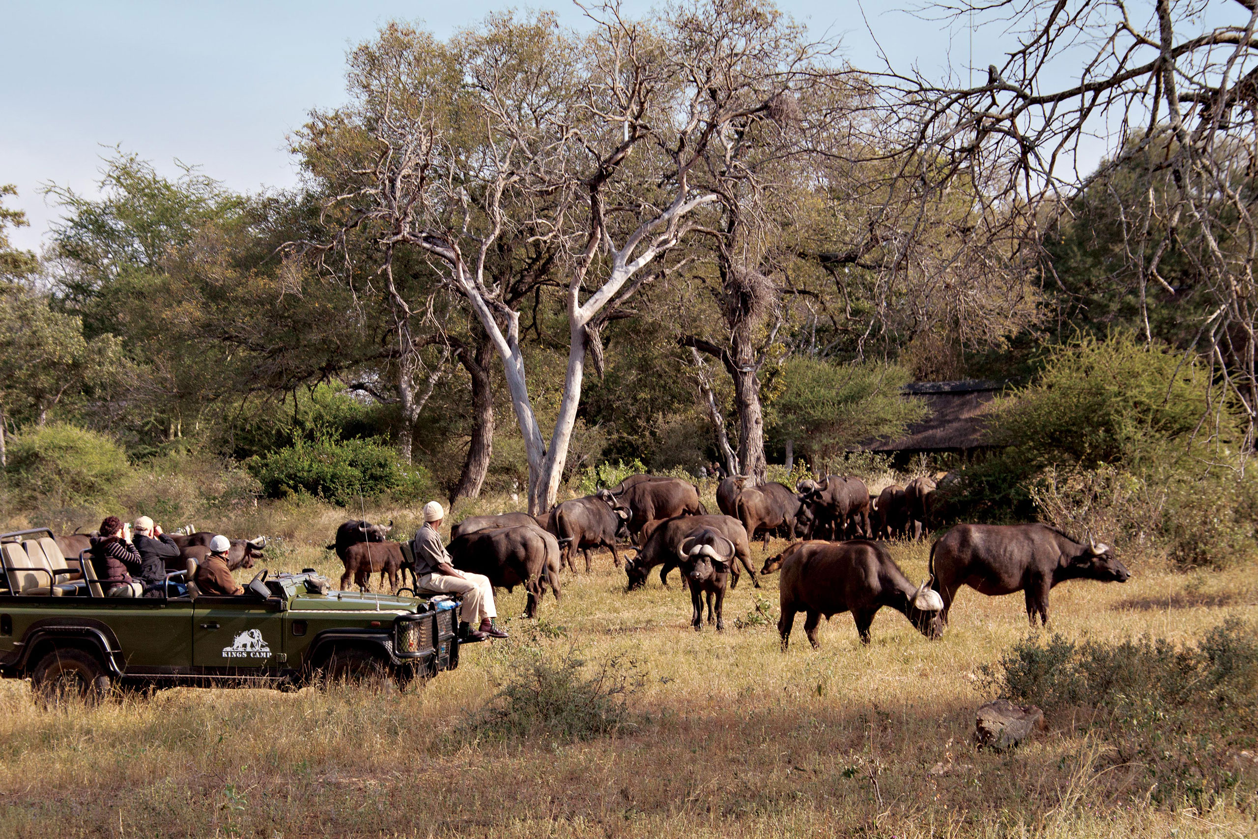 Qué Haces En Un Safari enkosi africa kings camp timbavati