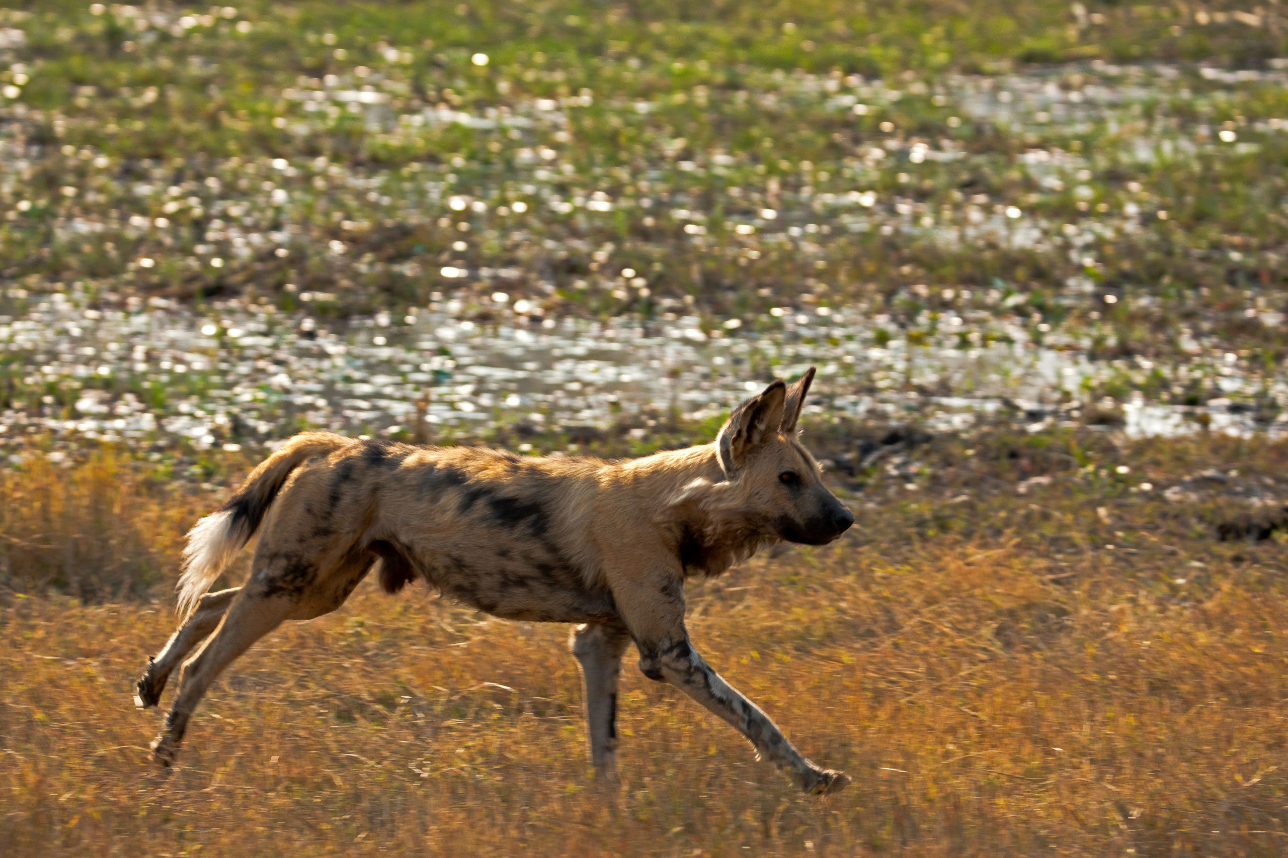 great plains conservation selinda adventure trail enkosi africa botswana spillway wild dog