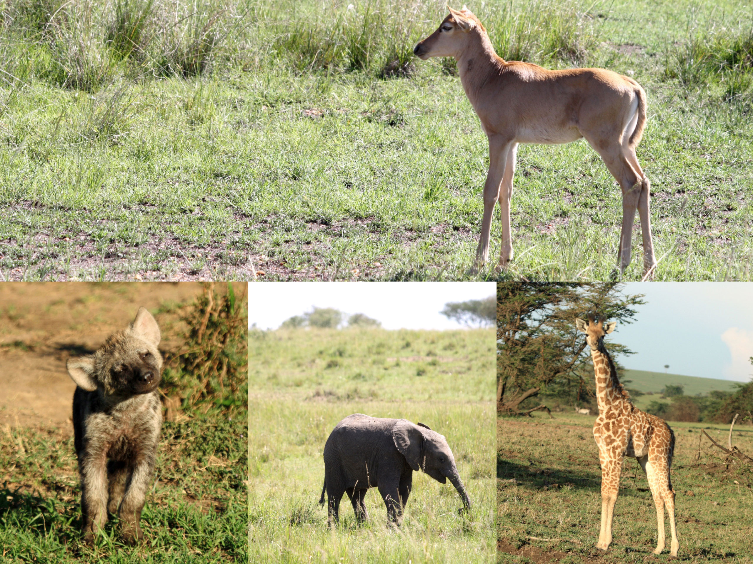 safari estación lluvias enkosi africa masai mara kenya baby elephant hyena giraffe hartebeest