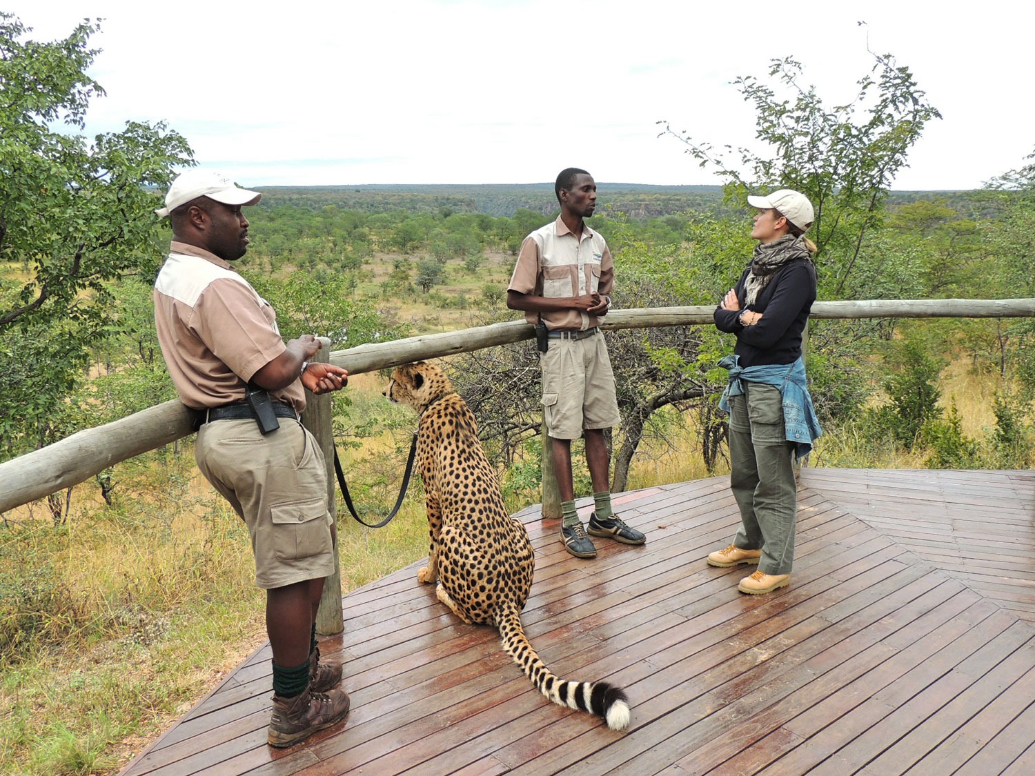 The Elephant Camp Victoria Falls Zimbabwe guepardo (6)