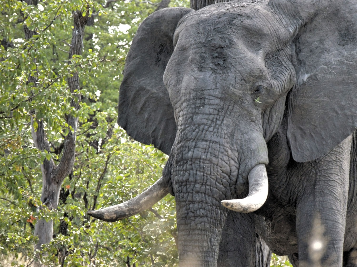 elefante closeup enkosi africa