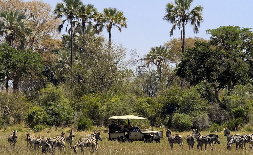 abu-camp-safari-cebras