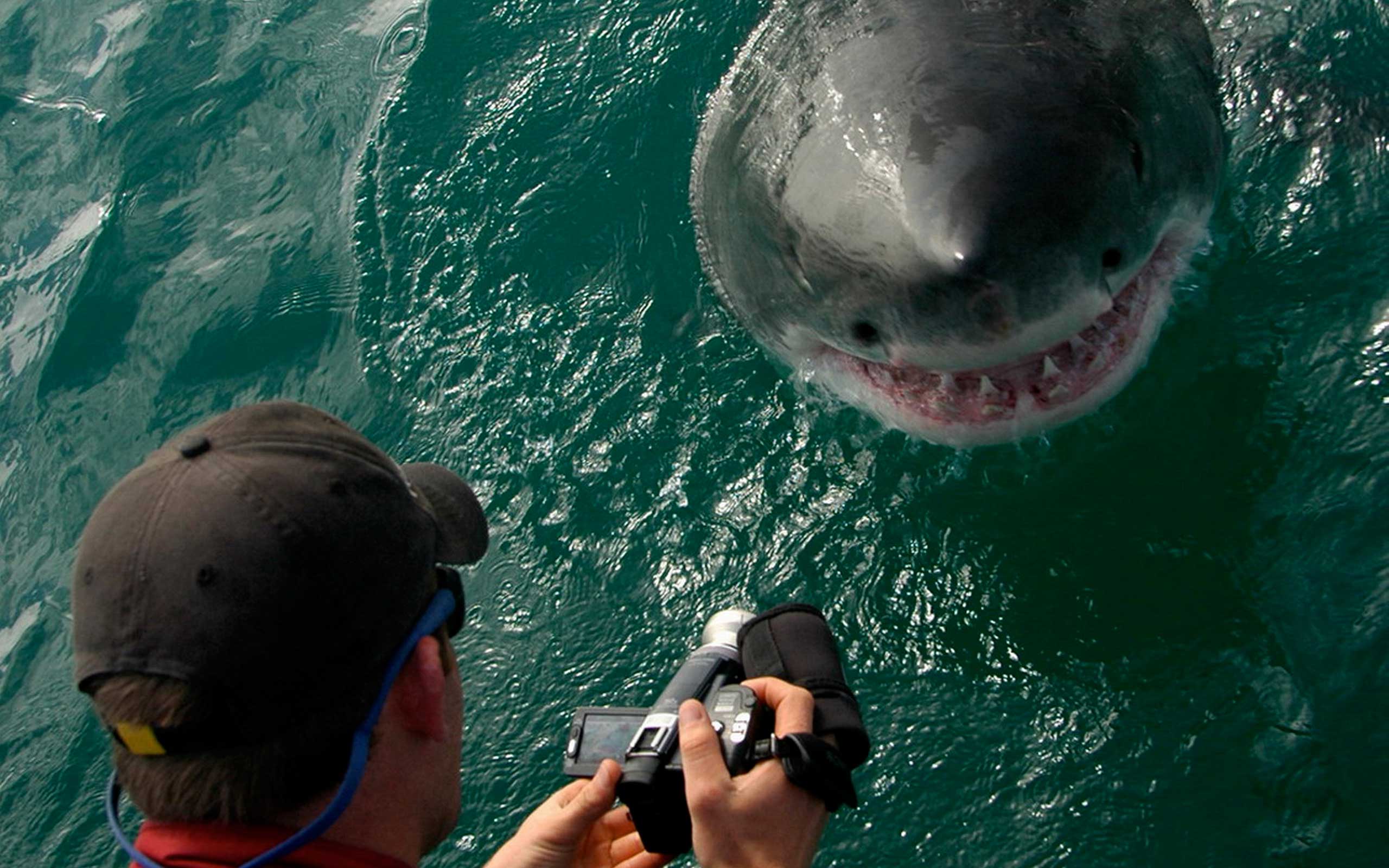 grootbos-great-white-shark-south-africa-enkosi