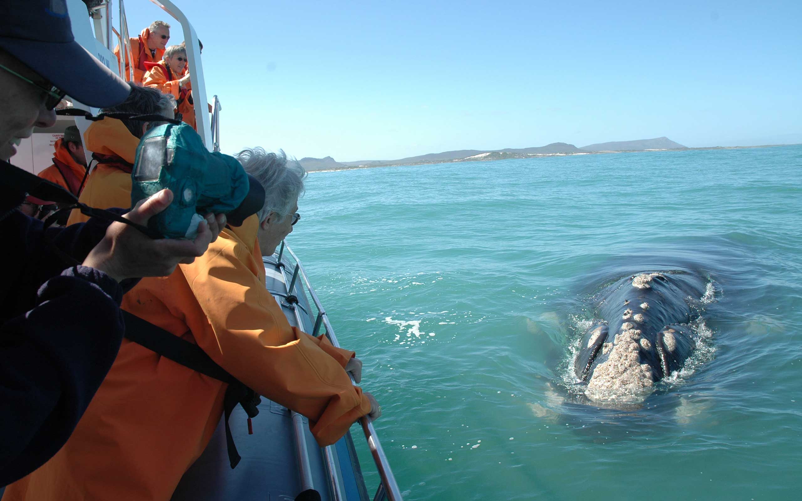 grootbos-whale-watching-south-africa-enkosi