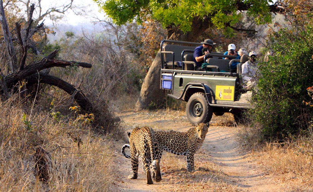 mala-mala-safari-leopardo