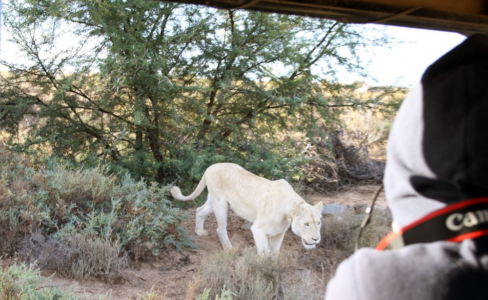sabona-safari-leon-blanco