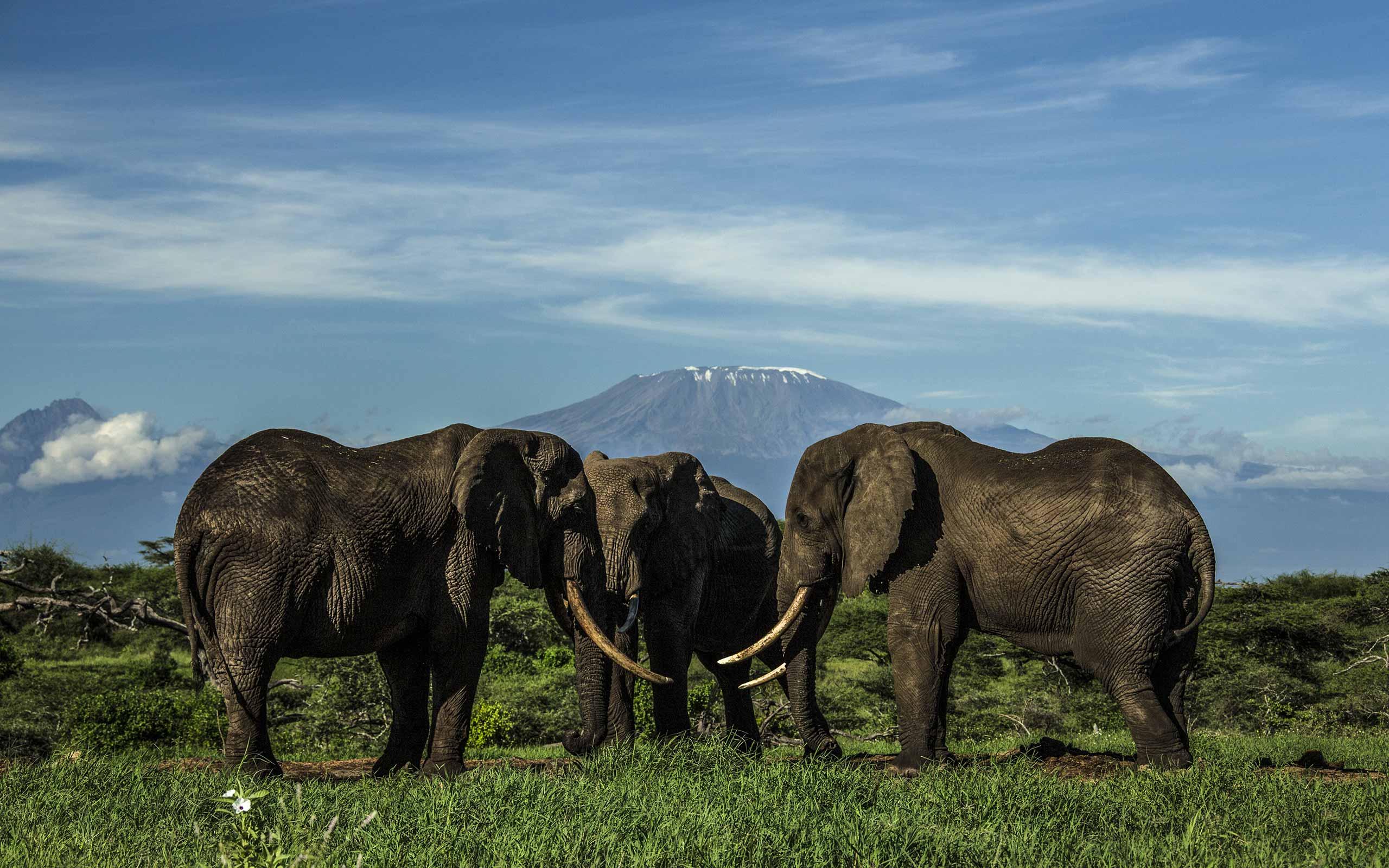 enkosi-africa-safari-kenya-amboseli-chyulu-ol-donyo-lodge-great-plains-conservation-kilimanjaro-elephant
