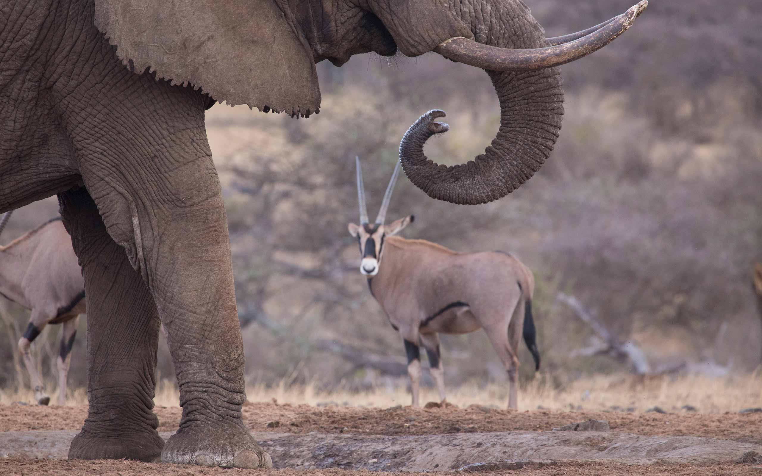 enkosi-africa-safari-kenya-chyulu-ol-donyo-lodge-great-plains-conservation-elephant