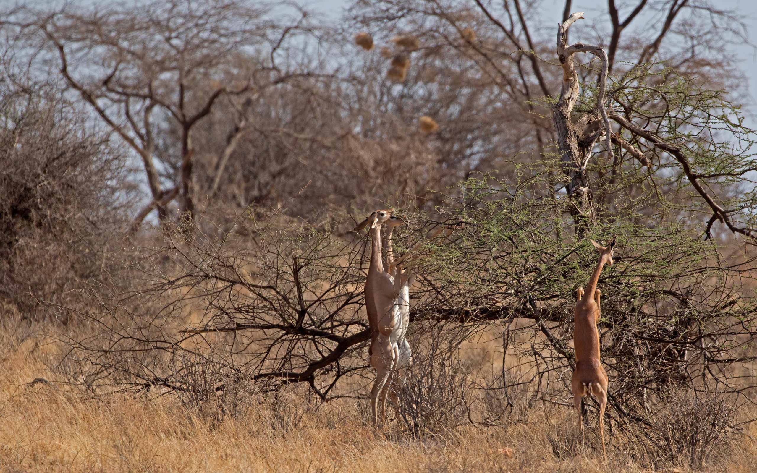 enkosi-africa-safari-kenya-samburu-elephant-bedroom-camp-gerenuk