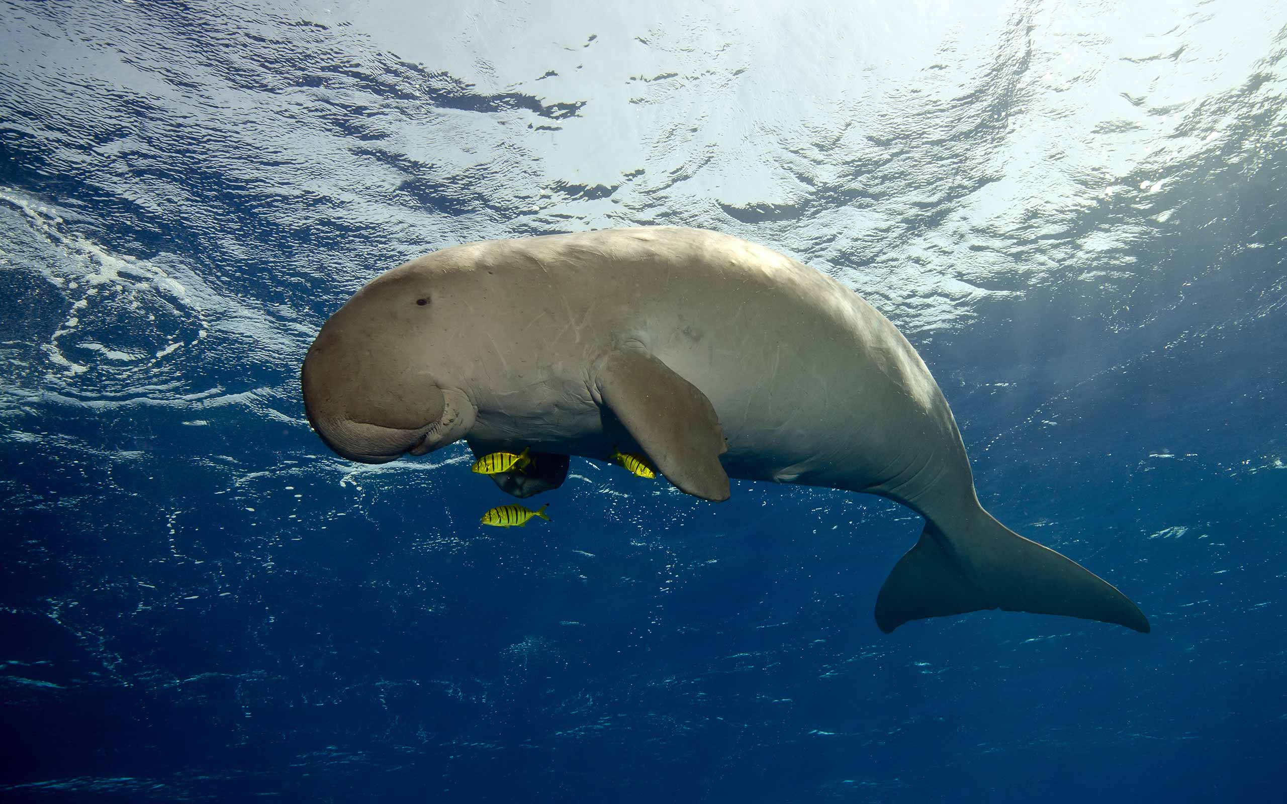 enkosi-africa-safari-mozambique-bazaruto-benguerra-island-andbeyond-dugong