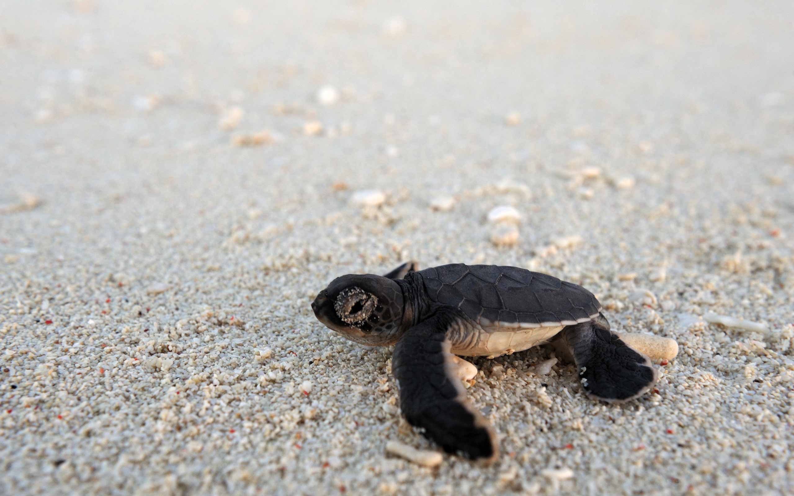 enkosi-africa-safari-mozambique-quirimbas-vamizi-island-andbeyond-tortuga