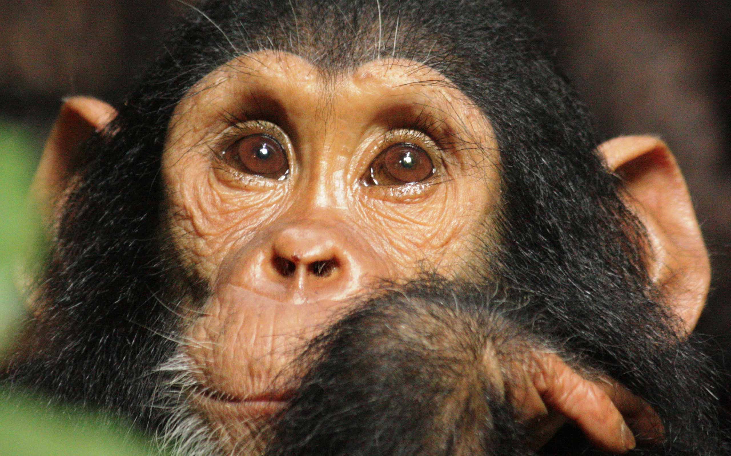 enkosi-africa-safari-tanzania-mahale-greystoke-chimp