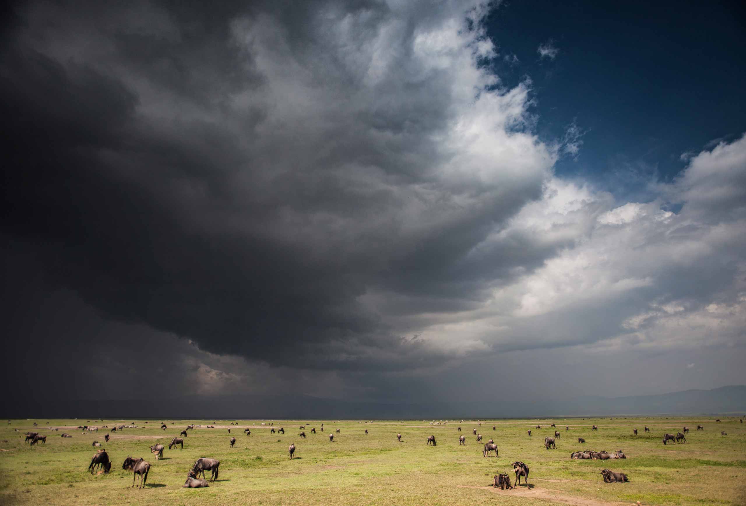 enkosi-africa-safari-tanzania-ngorongoro-crater-manor-niels-van-gijn-elewana-landscape