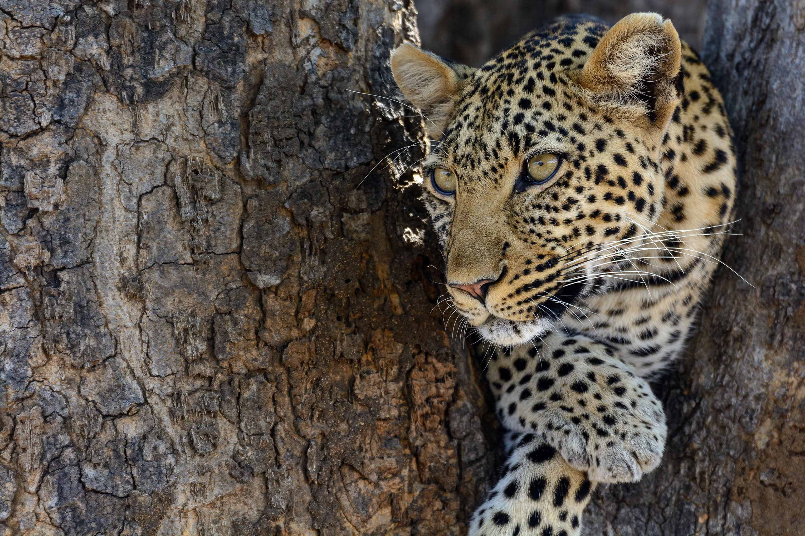 enkosi-africa-safari-tanzania-ruaha-jabali-ridge-asilia-leopard