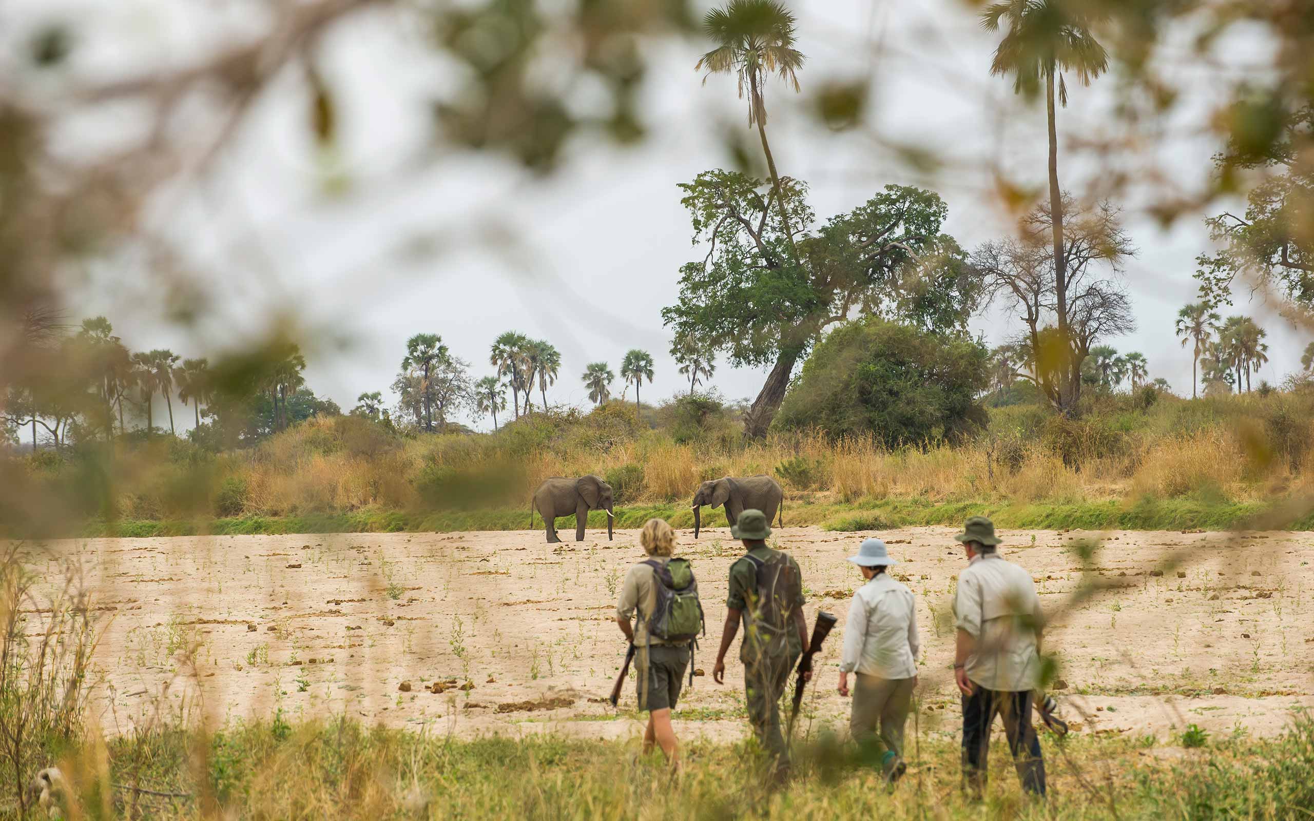 enkosi-africa-safari-tanzania-ruaha-kwihala-camp-asilia-walking-safari