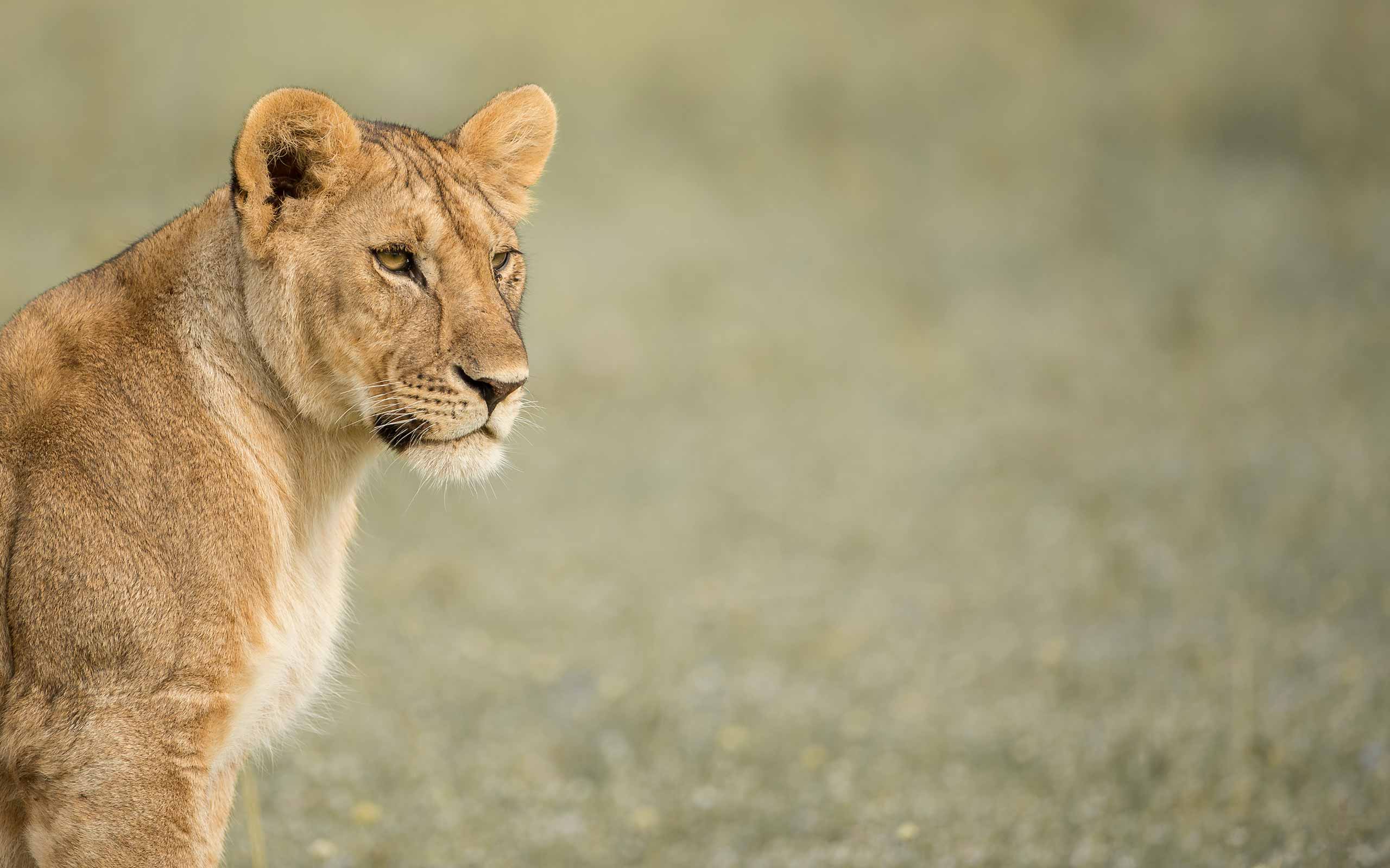 enkosi-africa-safari-tanzania-serengeti-grumeti-singita-fau-faru-lioness