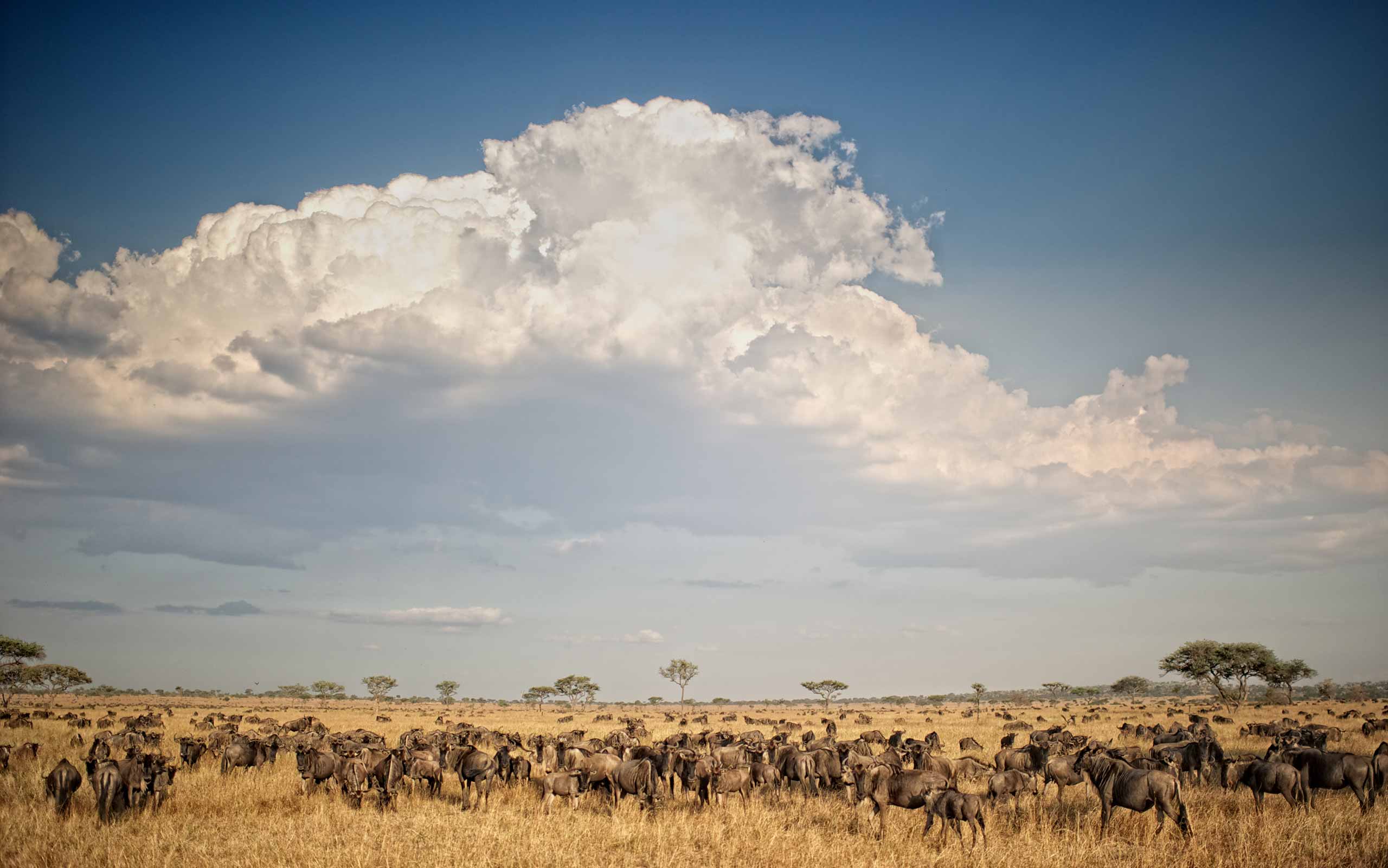 enkosi-africa-safari-tanzania-serengeti-grumeti-singita-migration
