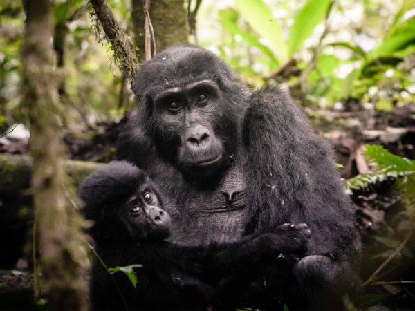 Gorilas y Chimpancés