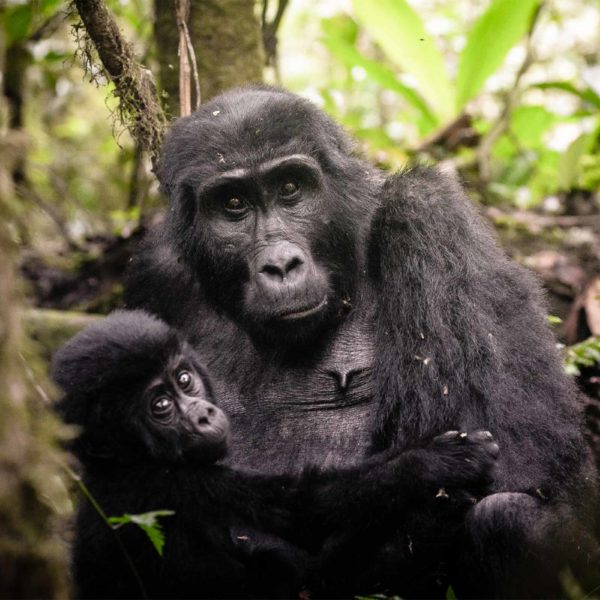 Uganda Aumenta el Precio de los Permisos de Rastreo de Gorilas