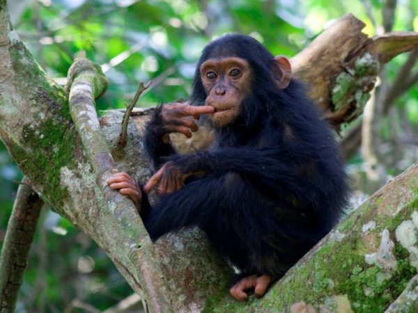Uganda
