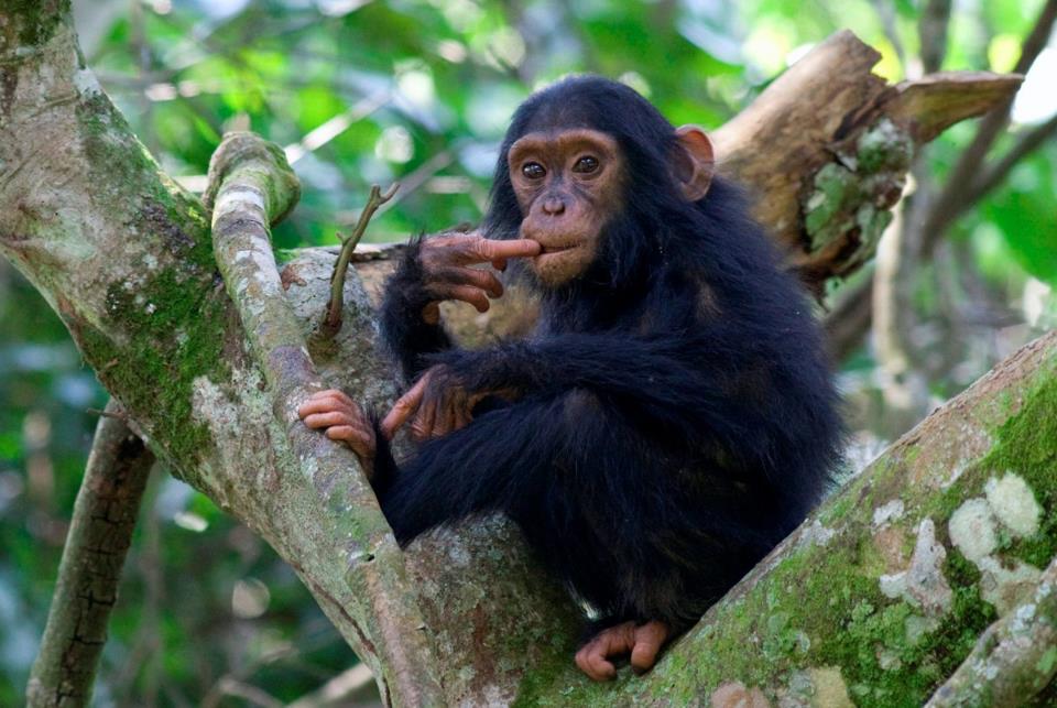 enkosi-africa-safari-uganda-kibale-forest-kyambura-gorge-lodge-chimp