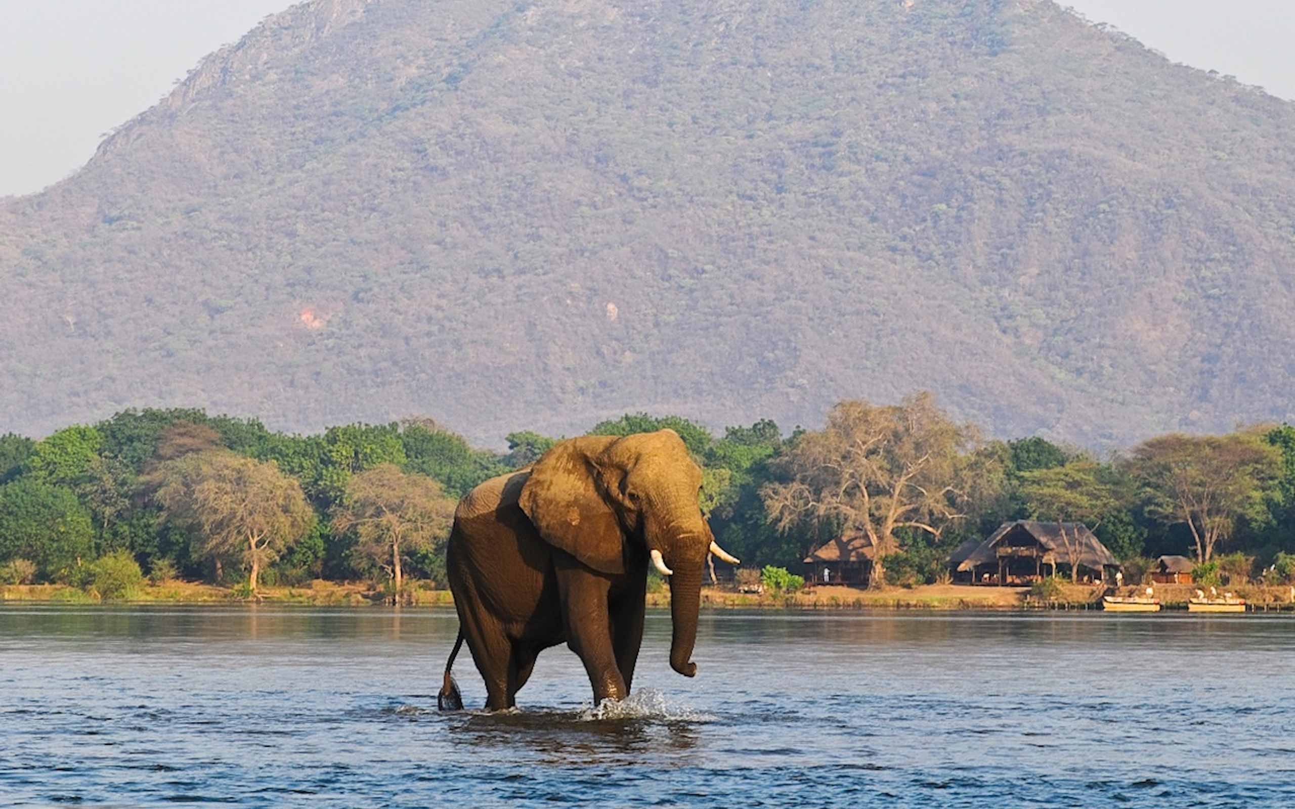 enkosi-africa-safari-zambia-lower-zambezi-chiawa-camp-elephant