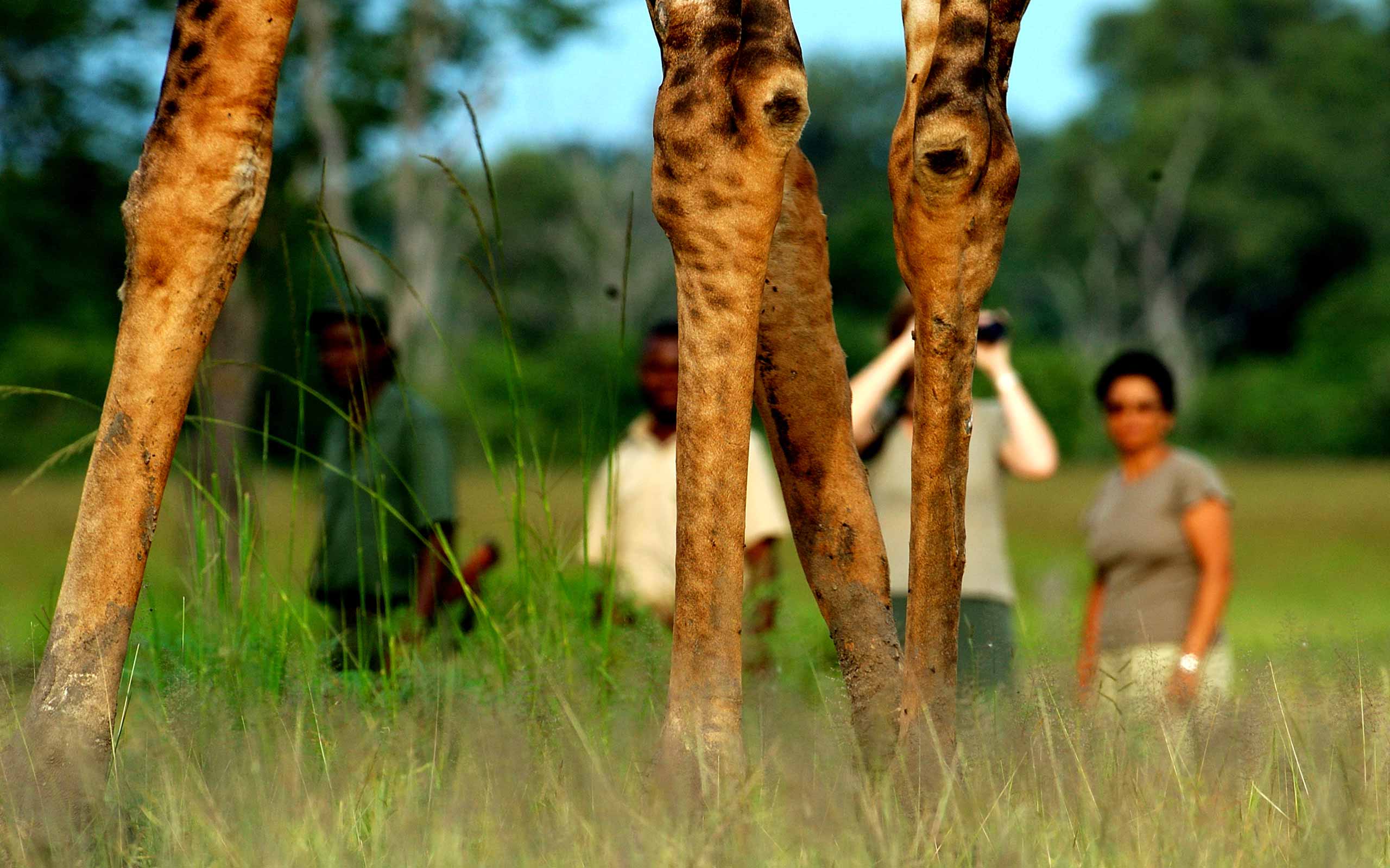enkosi-africa-safari-zambia-south-luangwa-chindeni-bushcamp-walking-safari
