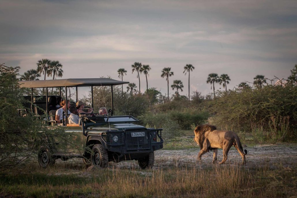 enkosi-africa-safari-botswana-okavango-delta-chitabe-camp-wilderness-game-drive-lion
