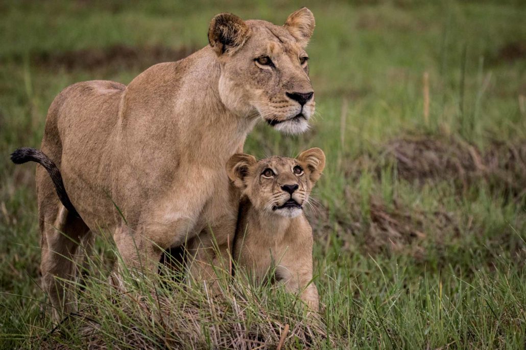 enkosi-africa-safari-botswana-okavango-delta-moremi-mombo-camp-wilderness-wildlife-lioness-cub