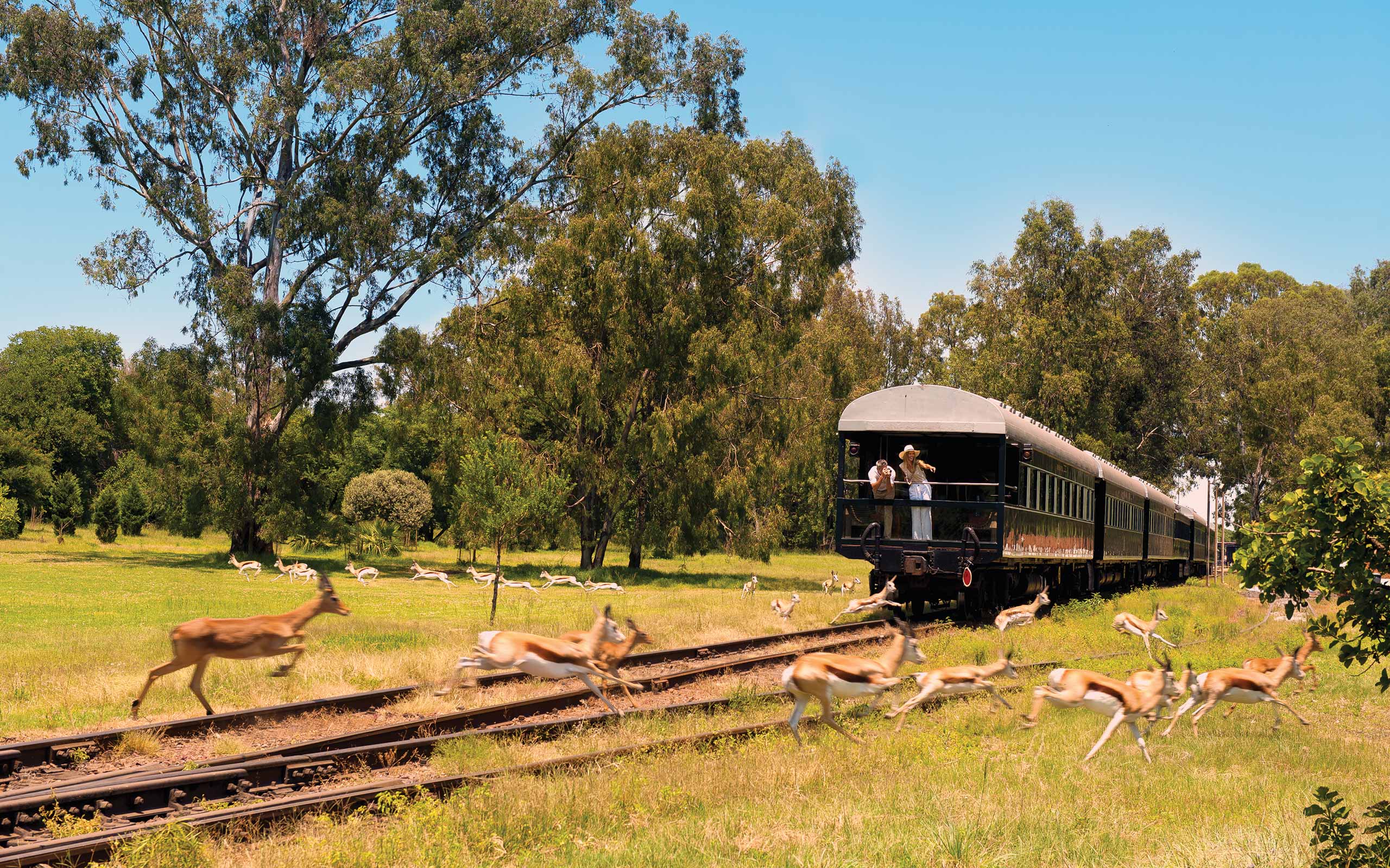 enkosi-africa-safari-rovos-rail-tren-train-observatory