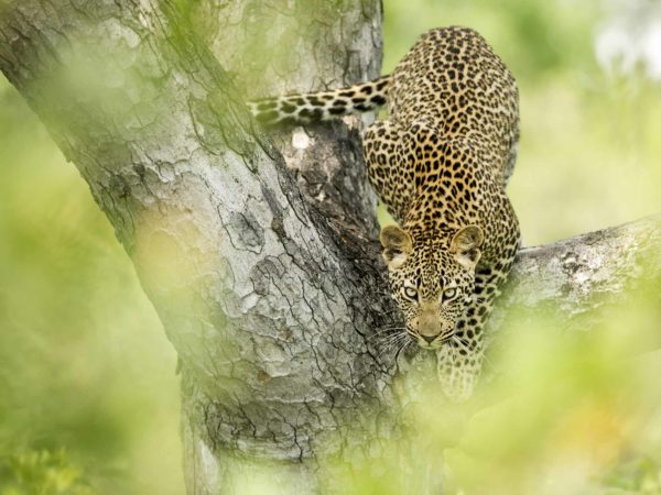 22 días – Ultimate Southern Africa
