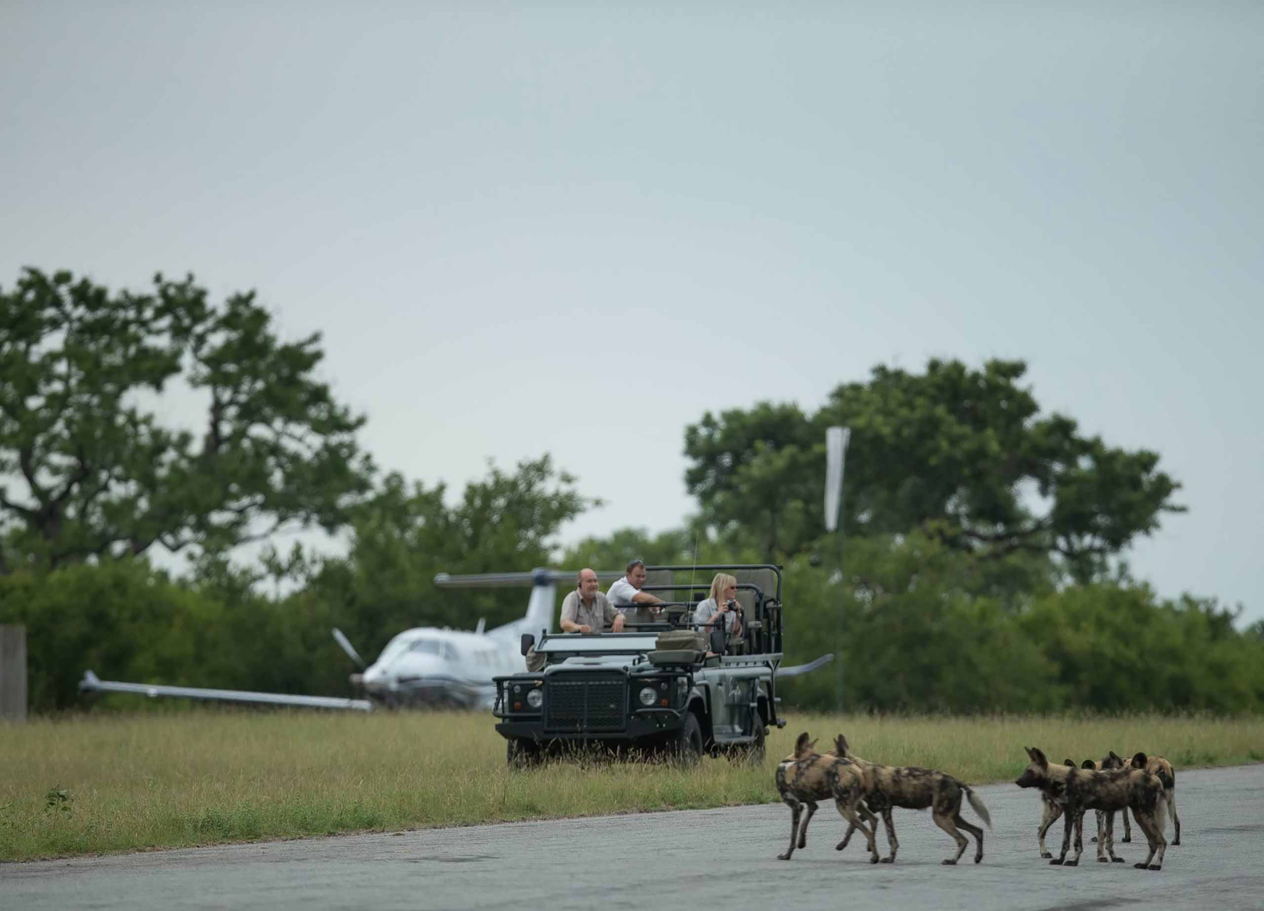 enkosi-africa-safari-sudafrica-sabi-sand-Singita-Ebony-Lodge-Game-Drive-wild-dogs