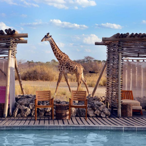 Safaris: África del Este vs. África del Sur
