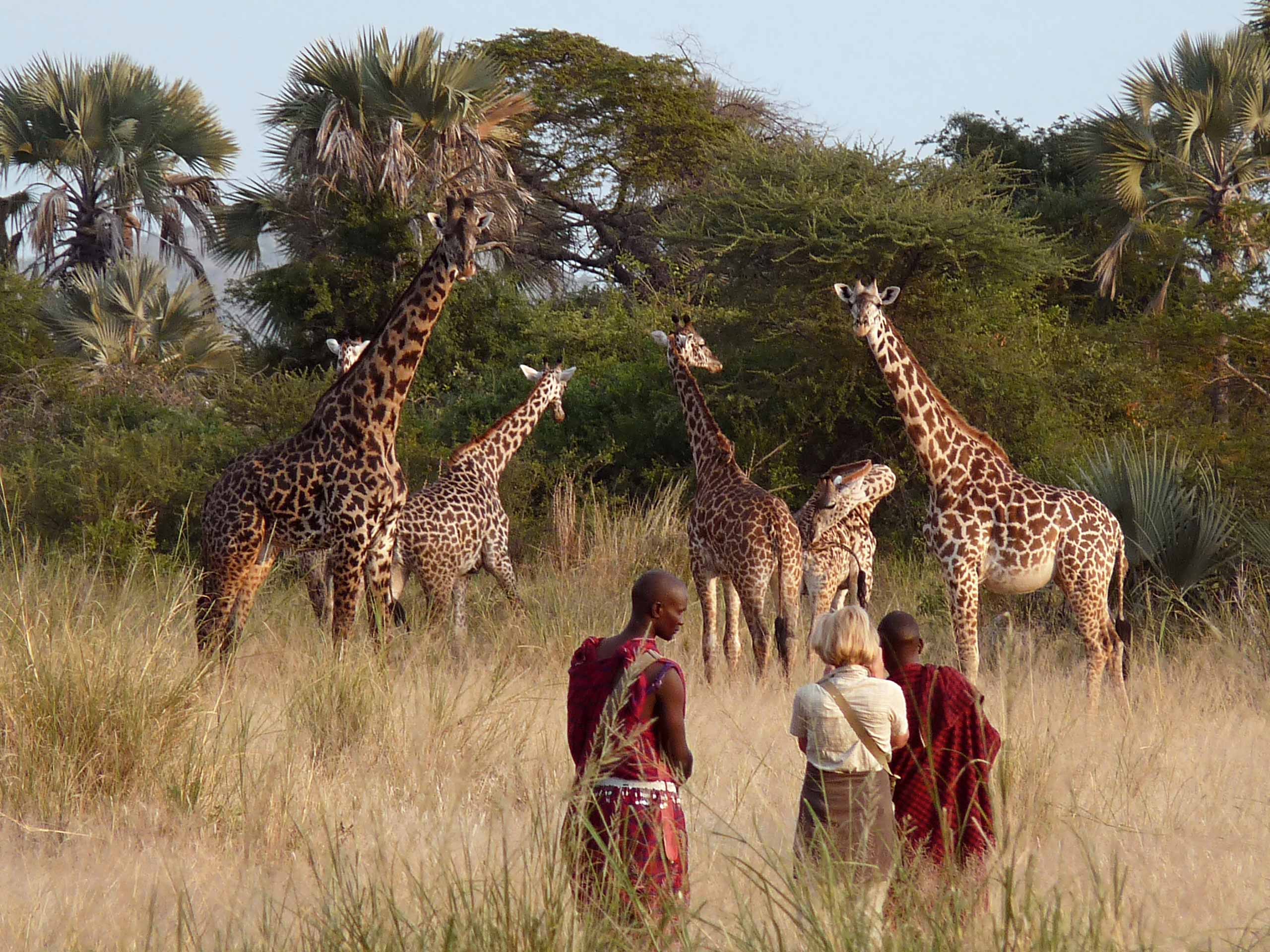 People and wildlife. Сафари Тарангире Танзания. Национальный парк Тарангире в Танзании. Сафари Серенгети + Занзибар -вулкан. Сафари парк Танзания.