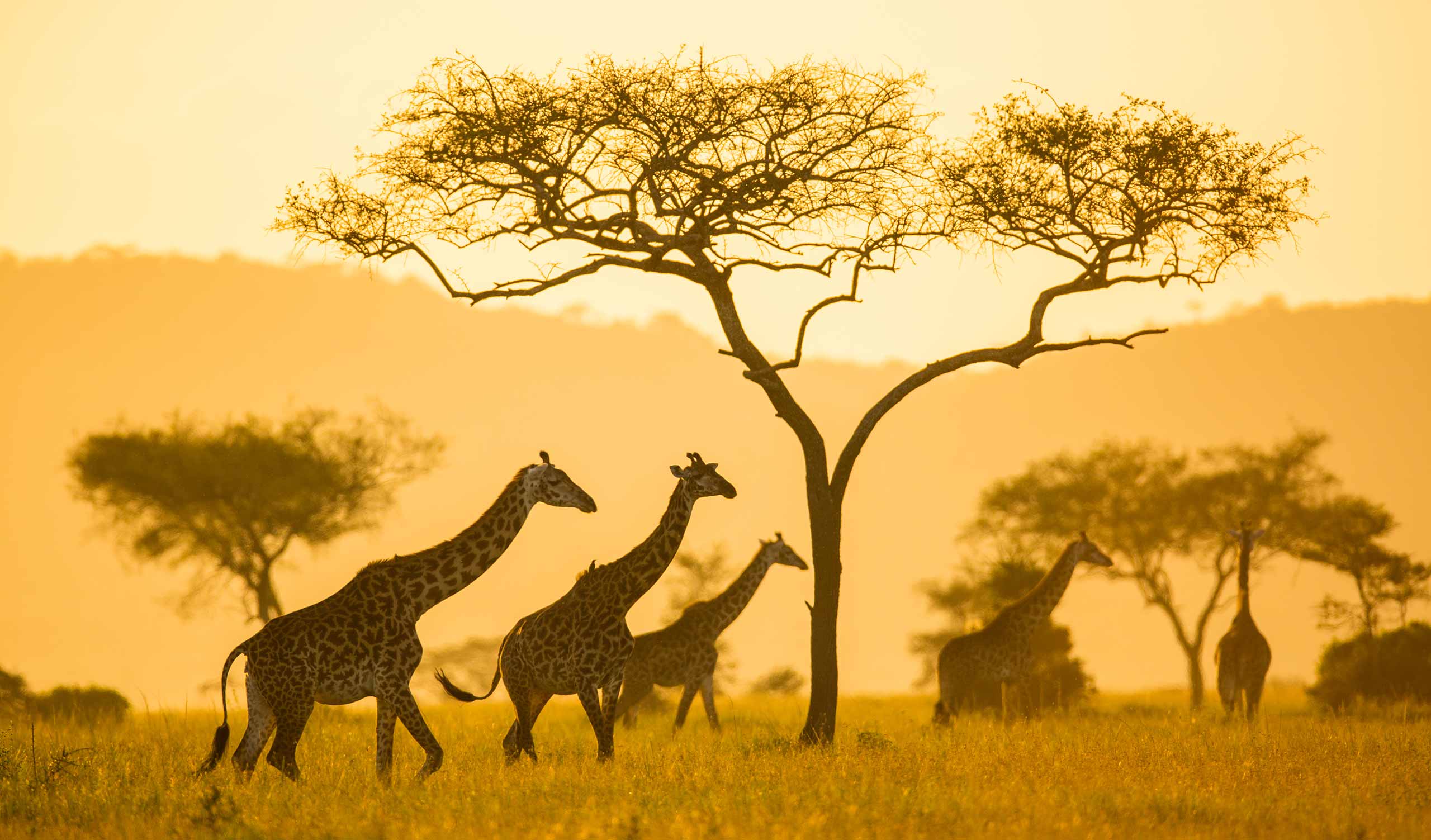 serengeti safari camp wetu
