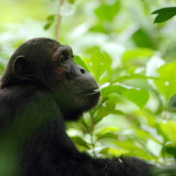 Trekking de Chimpancés en el Parque de Nyungwe de Rwanda: Todo lo que Necesitas Saber