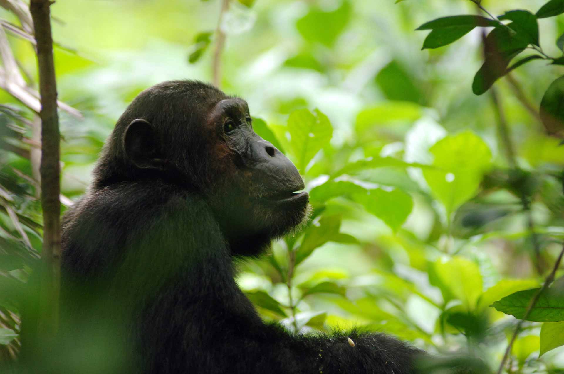 enkosi-africa-safari-tanzania-tanganika-mahale-greystoke-chimp