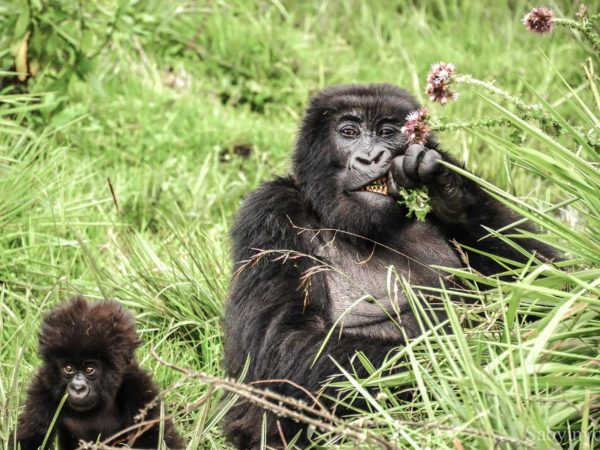 5 días – Classic Gorilla Trekking en Rwanda
