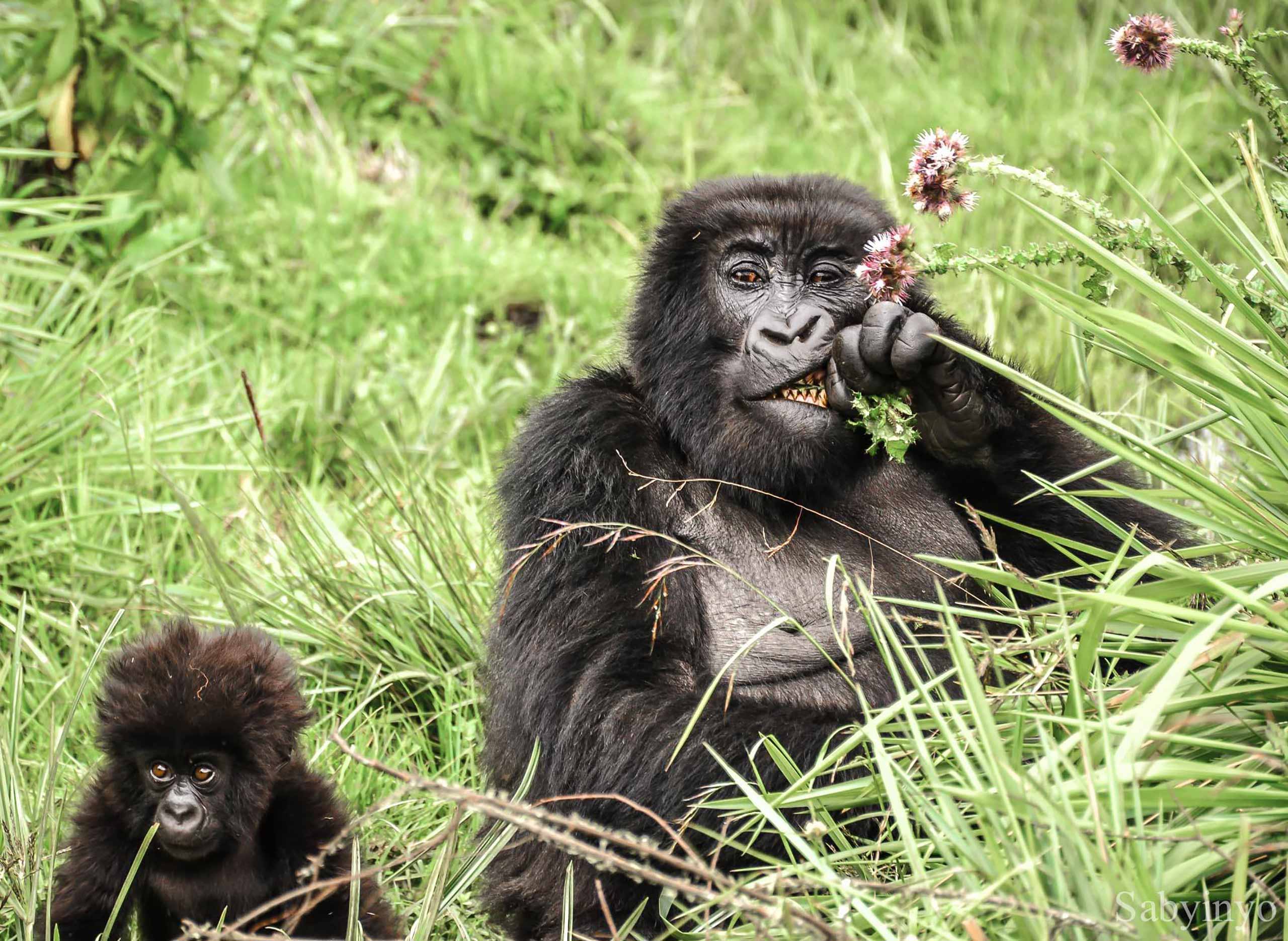 enkosi-africa-safari-rwanda-Sabyinyo-Silverback-Lodge-volcans-gorillas_eating_thistles_-_alisa_bowen_